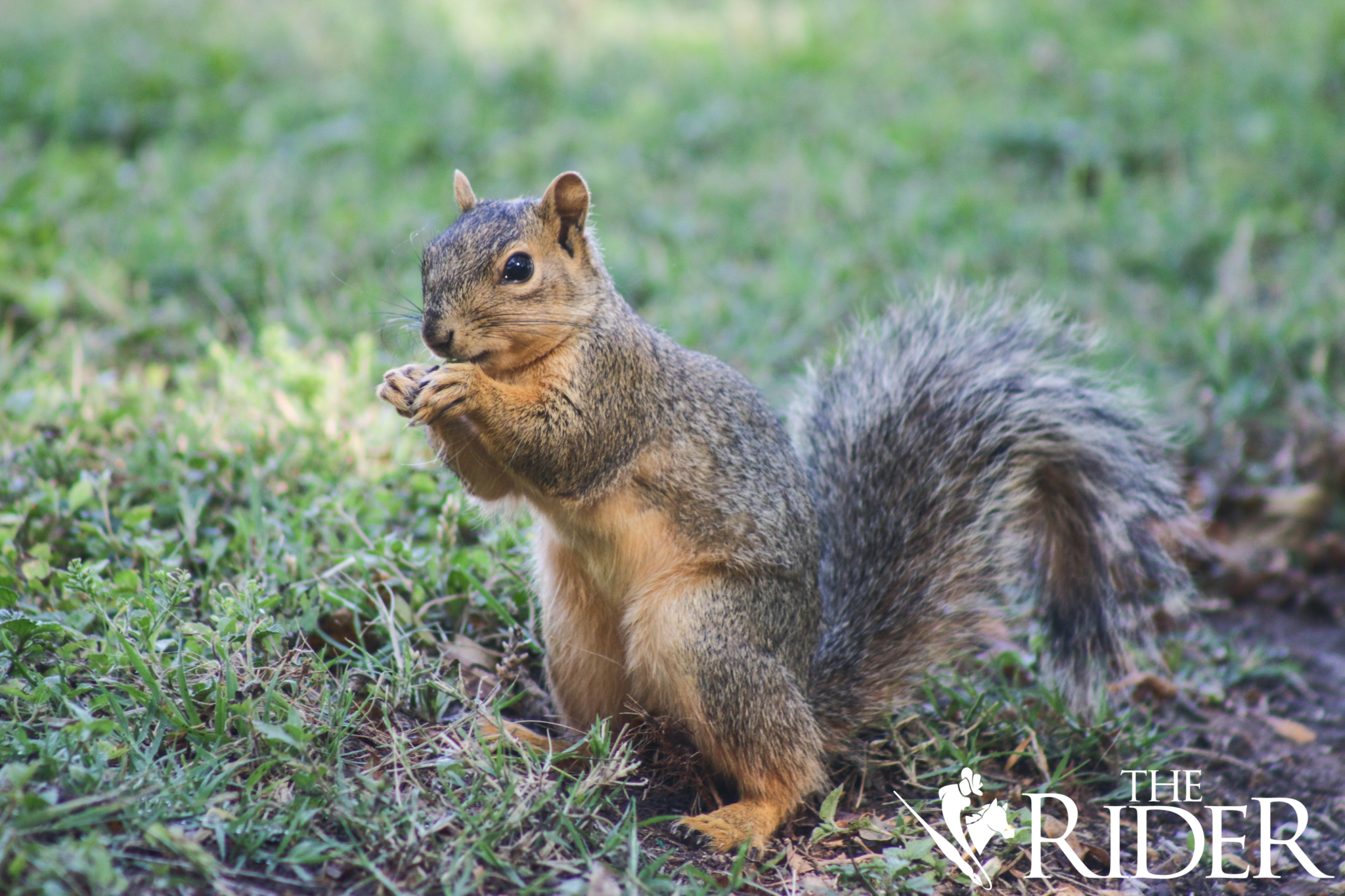 Squirrel_0430