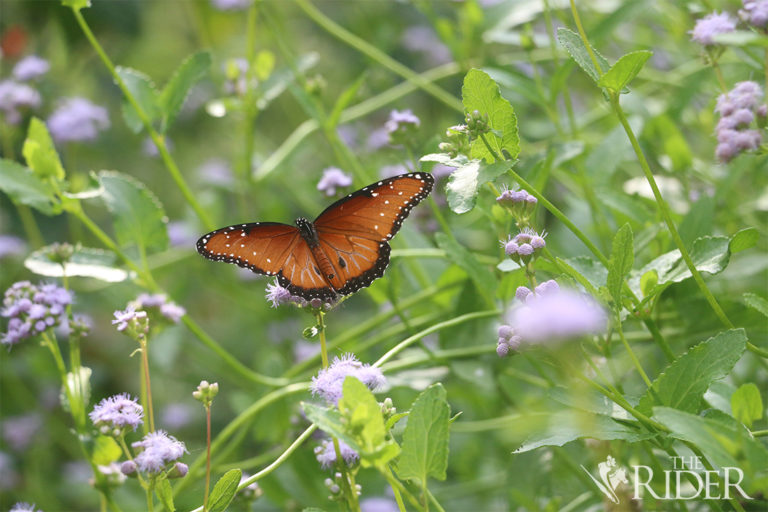 Monarch2_OL1104
