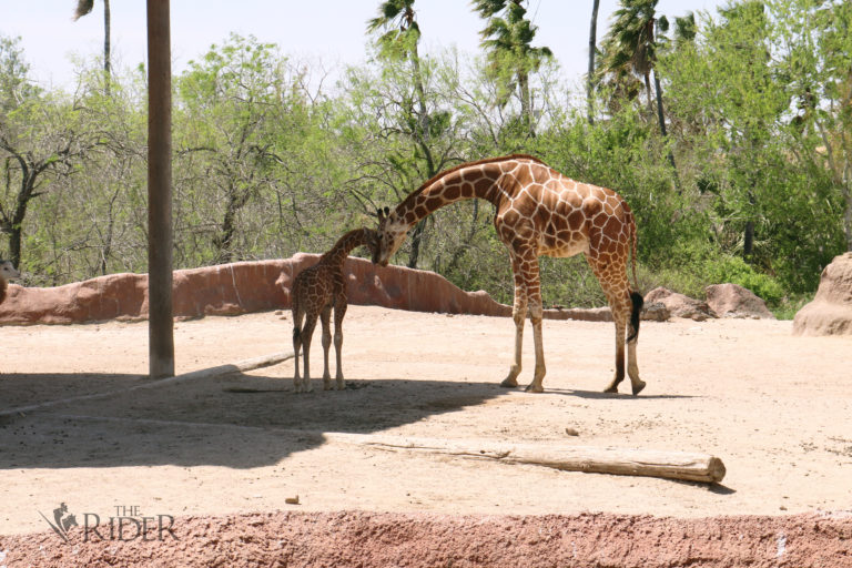 Baby with Mom