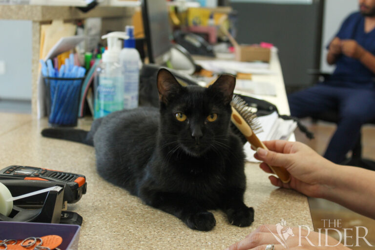 PetsCut1003_OL3