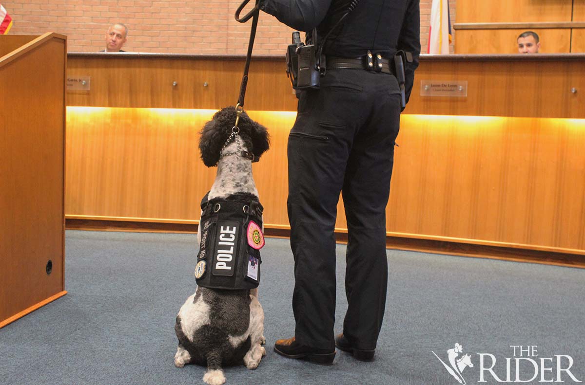 Domino, the Edinburg Police Department’s therapy dog, sits in front of the city council while being recognized during Tuesday’s meeting. Raquel Cazares/THE RIDER