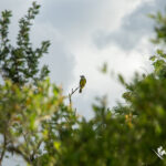 IMG_8960-5